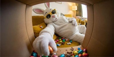 Ein cooler Osterhase mit Sonnenbrille liegt auf einem Sofa und bedient sich aus einem Paket mit Schoko-Eiern. Die andere Hand liegt auf seinem rundlichen Bauch.
